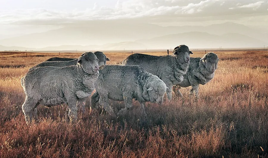 Four Merino sheep with dense, tightly-crimped grey-white fleece standing and walking through golden autumn grassland, hazy hills fading into the distance.