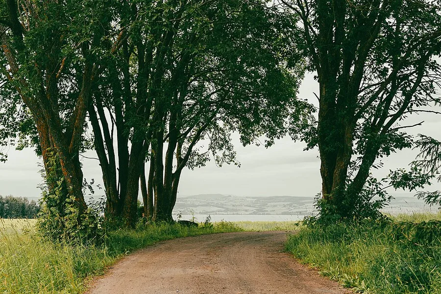 A reddish gravel lane curves between clusters of tall leafy trees toward a hazy lake with low farmland hills on the far shore, tall summer grass lining both verges.
