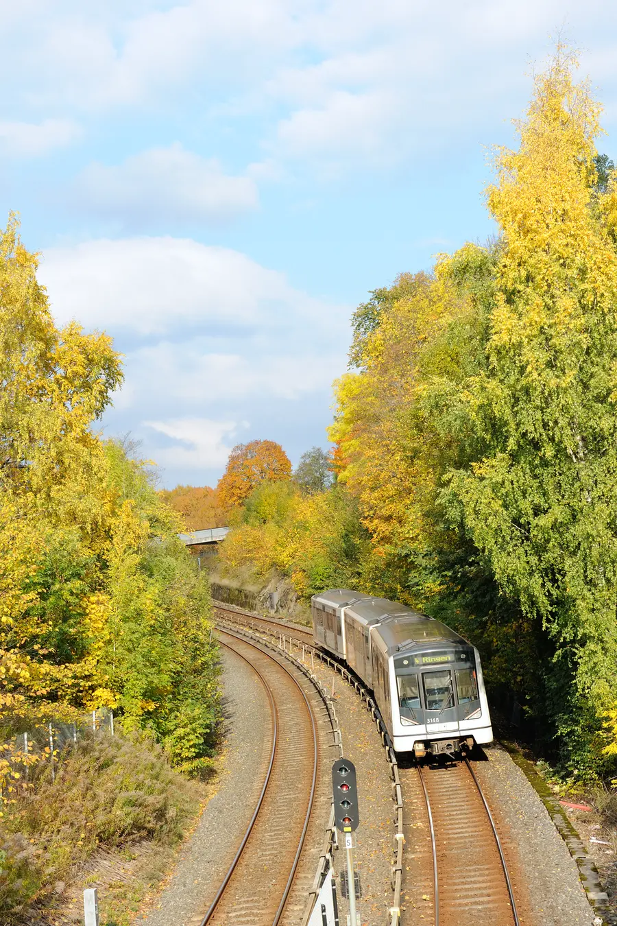 A silver-and-white Oslo T-bane metro train signed 'N. Ringen' curving through a wooded, autumn-colored cutting past yellow birch trees, photographed from a footbridge above the tracks.