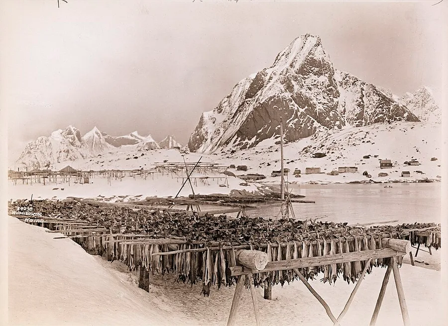 A 1924 photograph of wooden hjell racks strung with drying stockfish at Reine in Lofoten, with a snow-covered peak and a scattering of fishing houses along the shore behind.